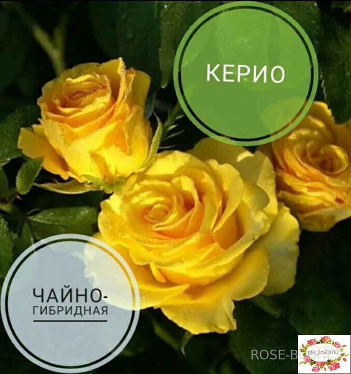 �����. Kerio. (��)
